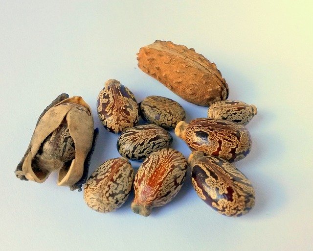 semi di ricino