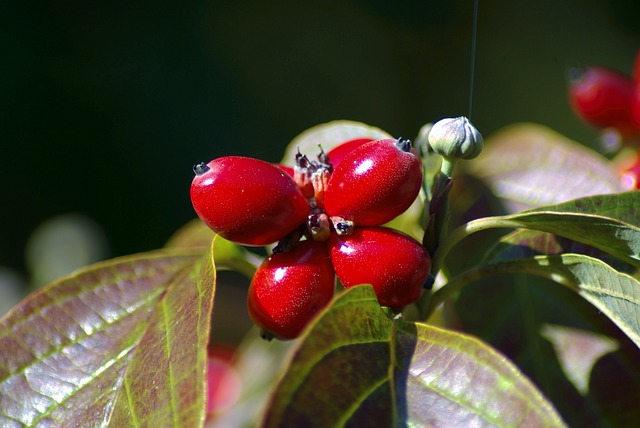 bacche di corniolo